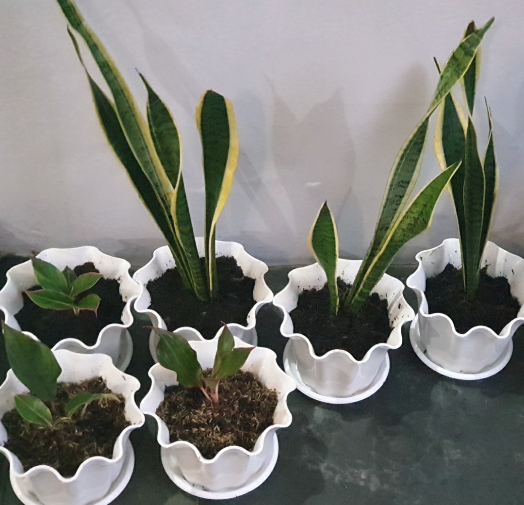 Tanaman Hias Aglonema Lifstik Ourora