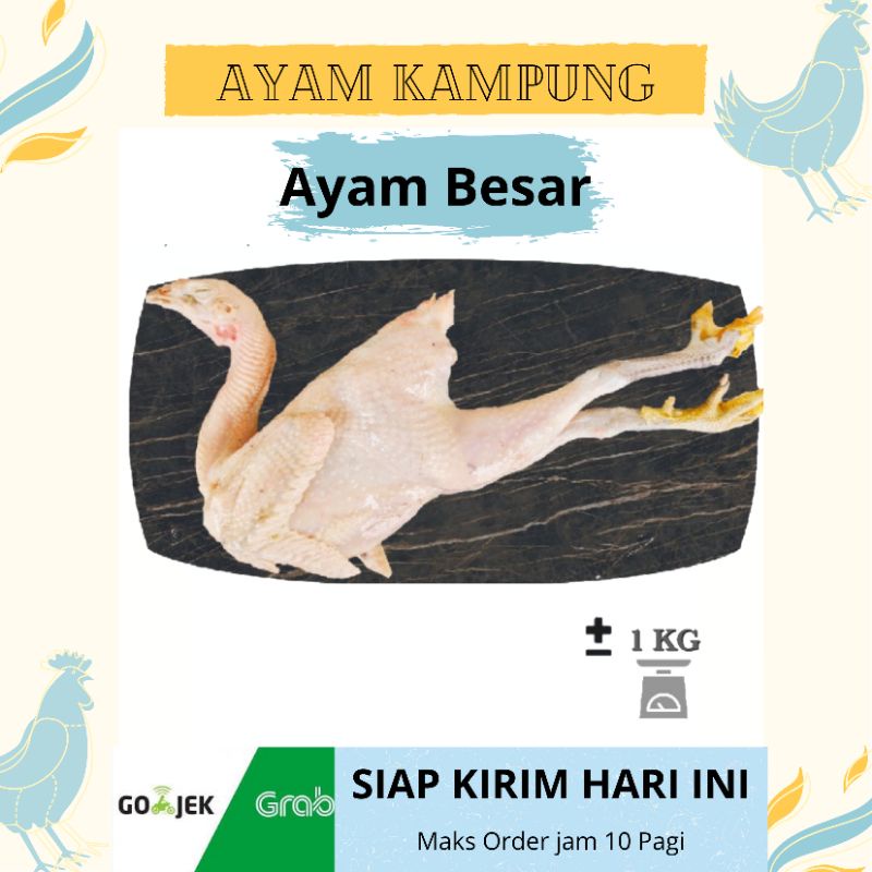 

Ayam kampung utuh segar sehat bersih khusus Bandung berat mulai dari 1Kg