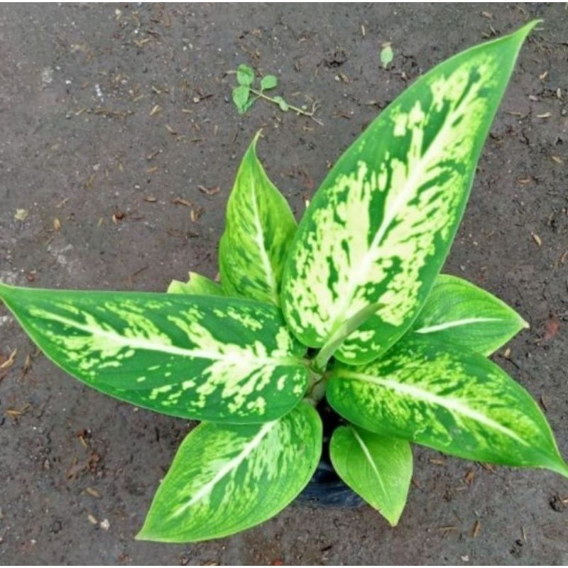 TANAMAN HIAS ANGGUN AYU