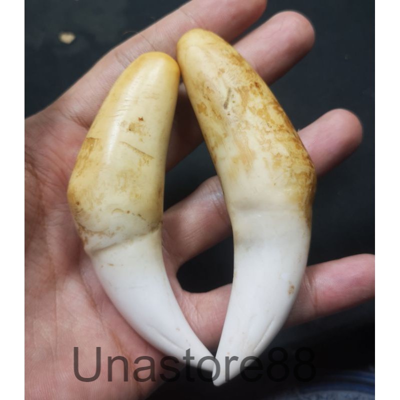 TARING HARIMAU AFRIKA