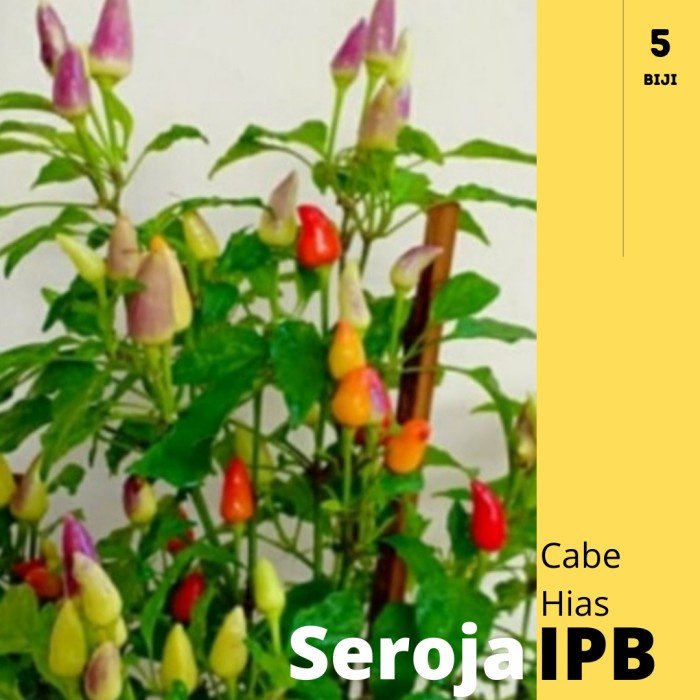 Benihpedia: SEROJA IPB Benih Cabe Hias Multi warna pelangi