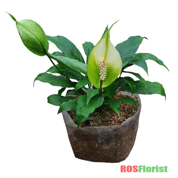 Tanaman Hias Bunga Sepatu Filum