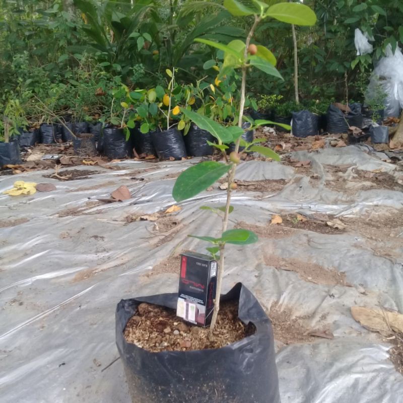 bahan bonsai amplas taiwan import