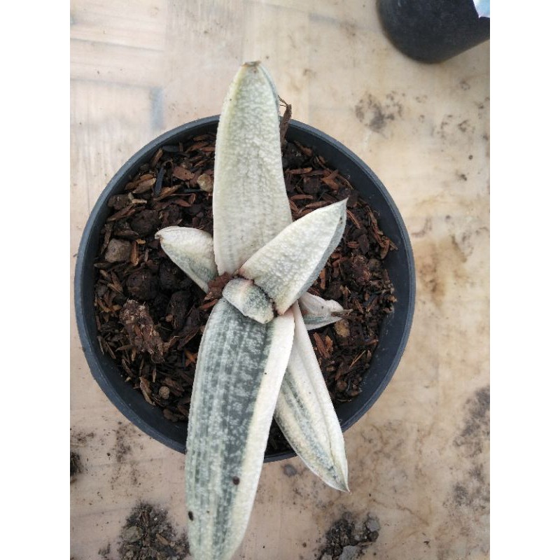 gasteria batesina varigata putih