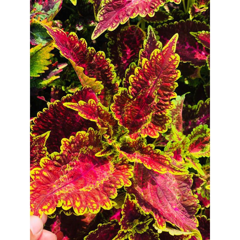 Miana_premium/miana_langka/