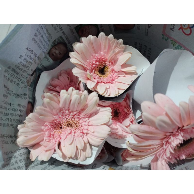 bunga asli bunga gerbera / hebras bunga fresh