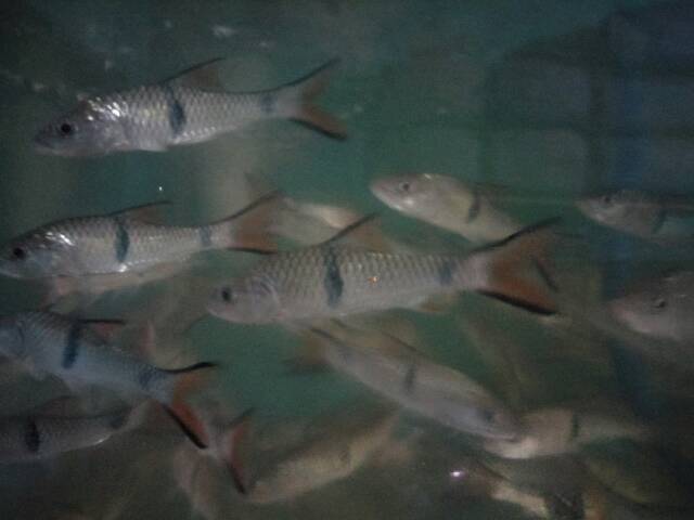 Ikan Hampala Sebarau Shopee Indonesia