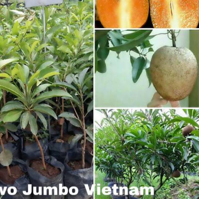 

Sawo jumbo vietnam