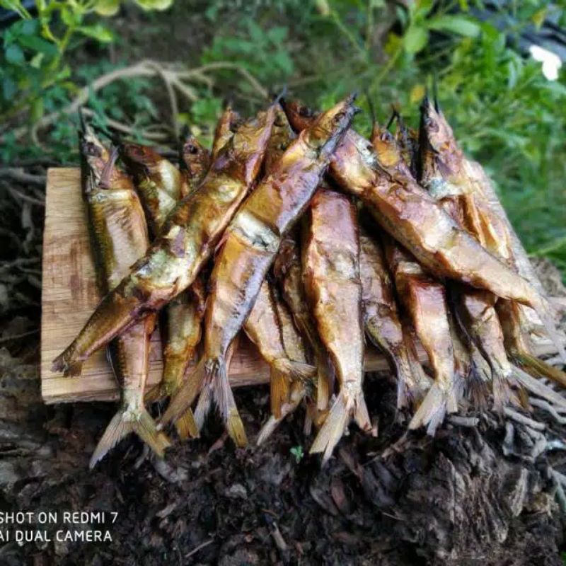 

ikan Roa asli Manado 20 ekor