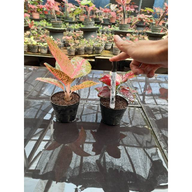 [✅COD] PAKET AGLONEMA - 2 POHON / PAKET AGLONEMA MURAH / TANAMAN HIAS AGLOMEMA / LEGACY