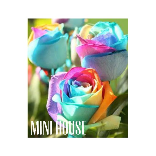 BIBIT BENIH BIJI MAWAR / MAWAR RAINBOW / MAWAR PELANGI