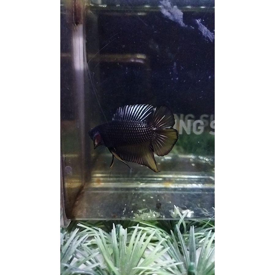 CUPANG PLAKAT DOUBLE TAIL/DTPK/PKDT AVATAR KUNCOP 100% REALPICT (88DTAVY1)