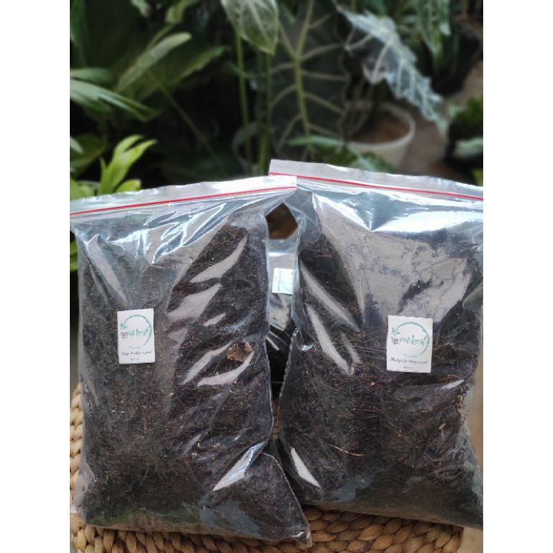 Pakis Cacah / Akar Pakis Cacah / Media Tanam Pakis Cacah