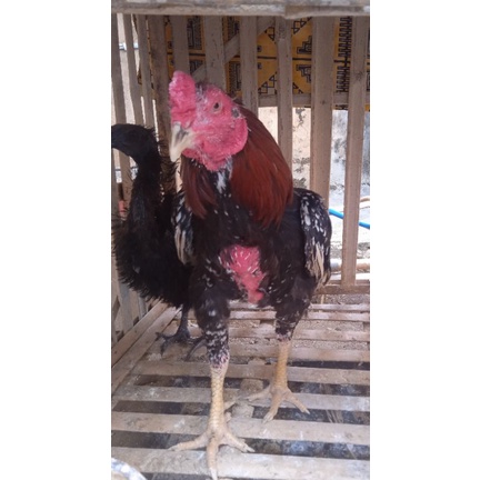Ayam jago /Ayam kampung Jantan