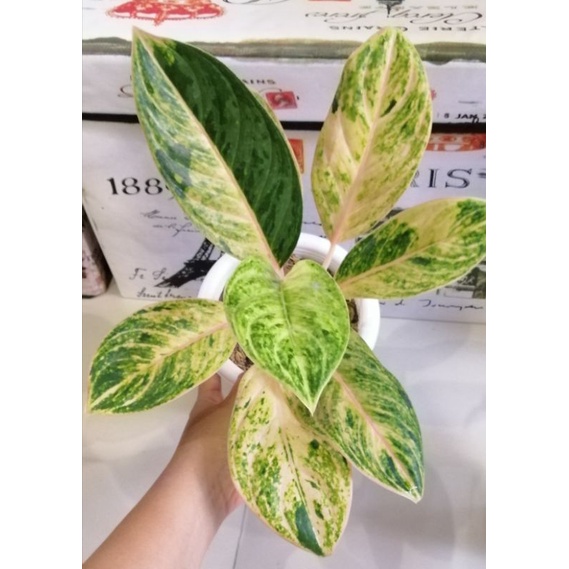Aglaonema Obama Mutasi