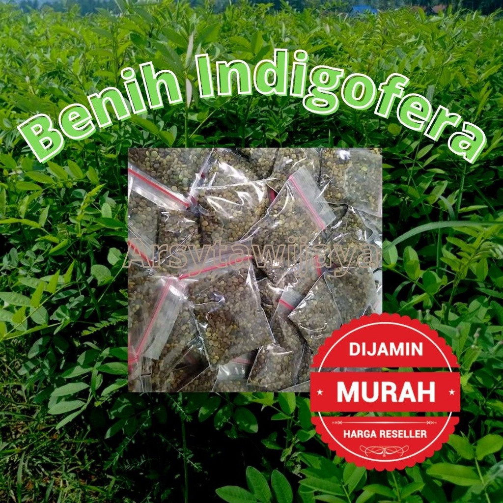 BENIH INDIGOFERA PAKAN TERNAK/BIJI INDIGOFERA KUALITAS SUPER