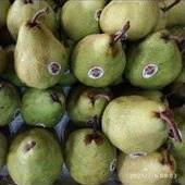 

Pear packam hijau, pear pakam, pear jambu fresh renyah 1 kg