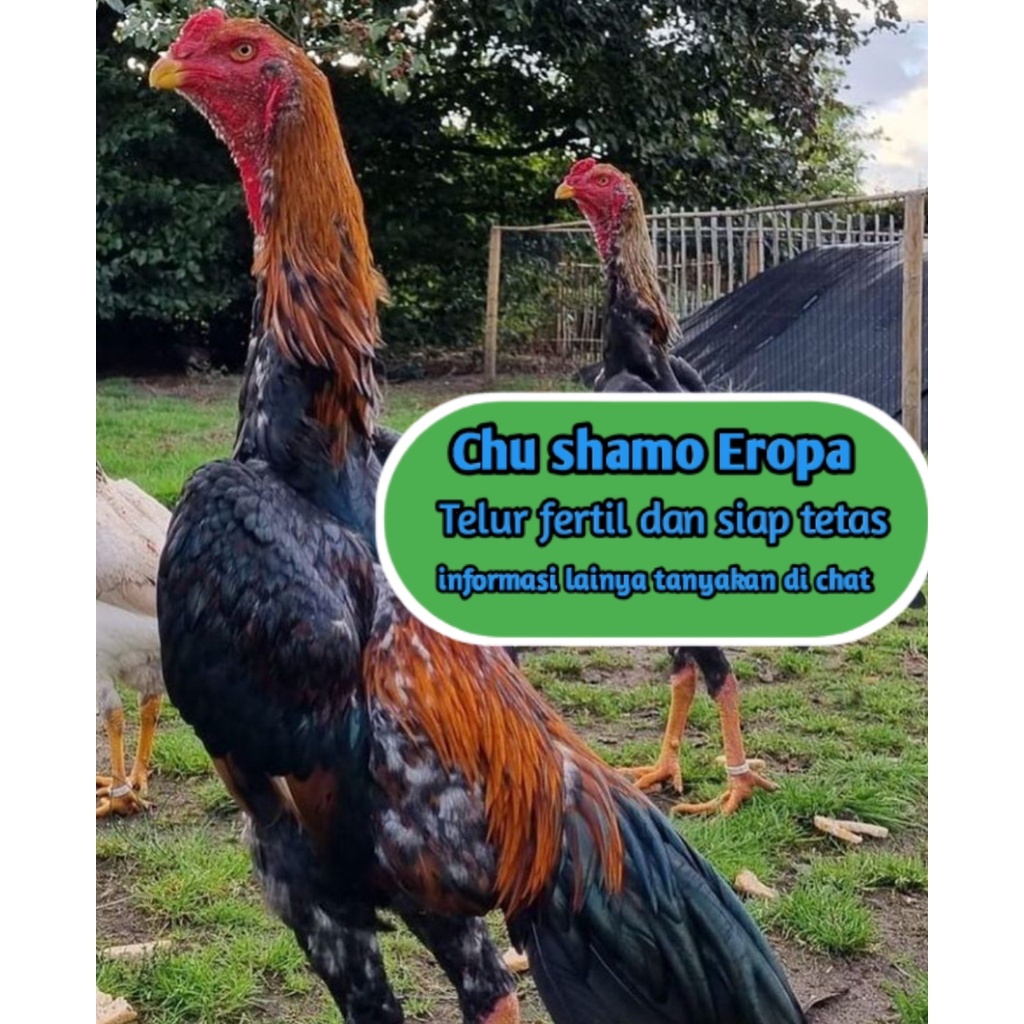 Telur ayam Bangko shamo eropa