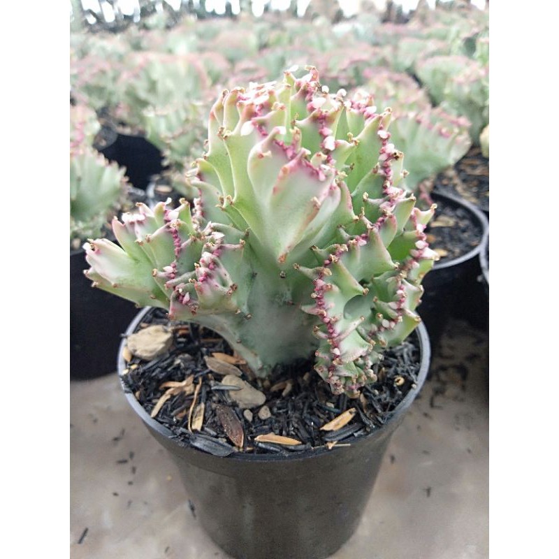 kaktus euphorbia lactea cristata