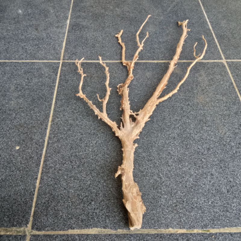 Bahan gelang akar bahar putih jumbo bukn tongkat ukir brahma kelor setigi gaharu mystic quartz emas