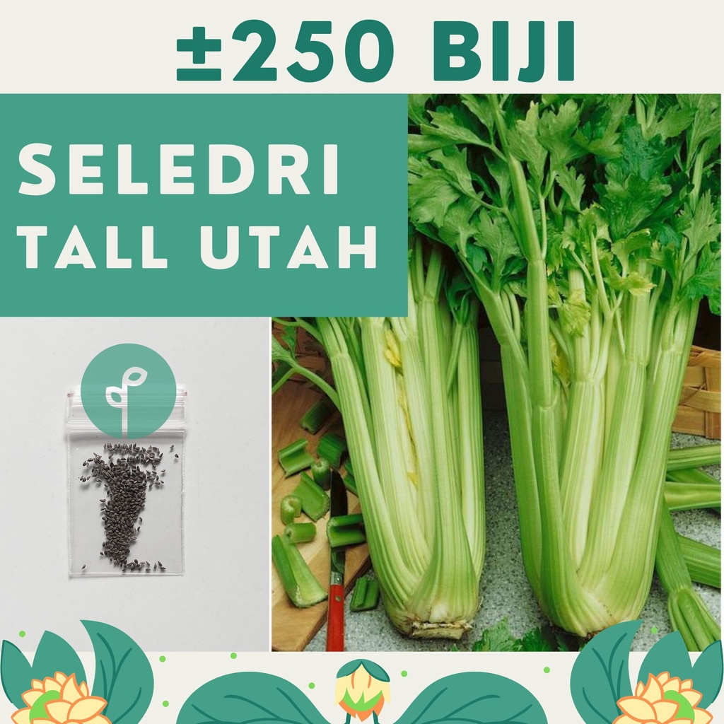 Bibit Sayuran Benih Sayur Paket Lengkap Hidroponik Kangkung Bayam Cabe Sawi Selada Terong Tomat dll-SELEDRI BATANG BESAR