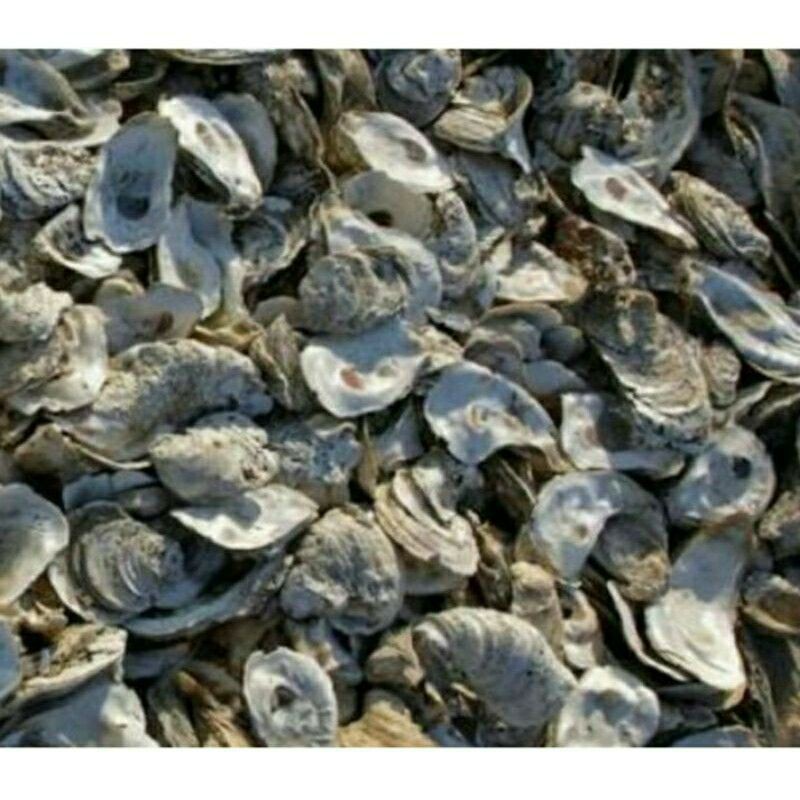 Media filter air kolam KERANG OYSTER 500GR