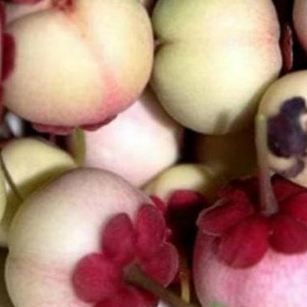 #_# bibit buah manggis putih