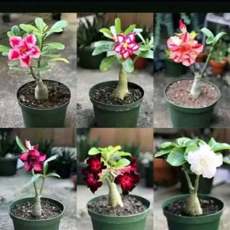 PROMO..!!Paket 4 jenis tanaman hias kamboja japanese adenium bunga tumpuk bibit bunga tumpuk murah