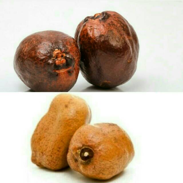 

Buah zuriat