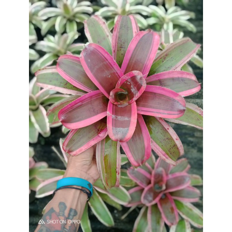 

bromelia morado