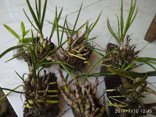 Dendrobium Canalicatum Anggrek Bawang Spesies Papua Harga Terjangkau Shopee Indonesia