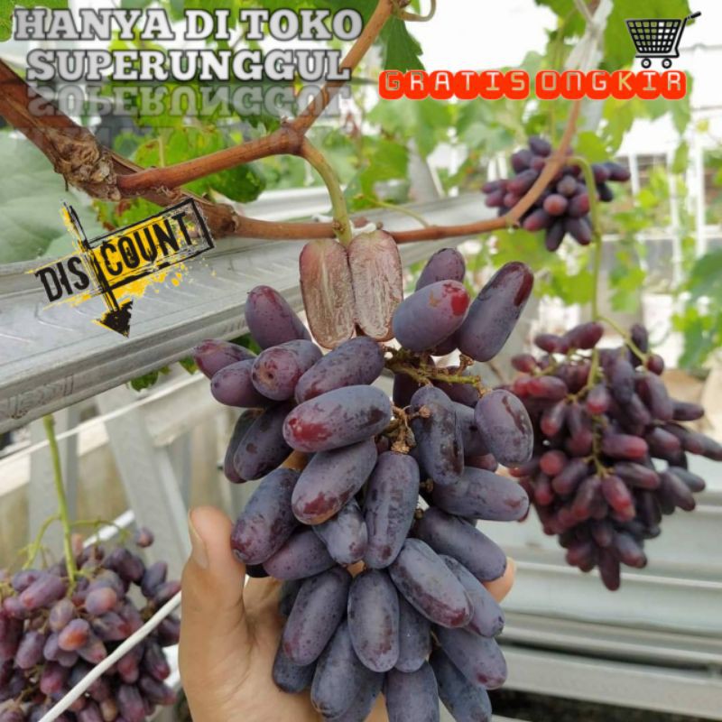 Bibit Anggur Import Jenis Lorano bisa Cod