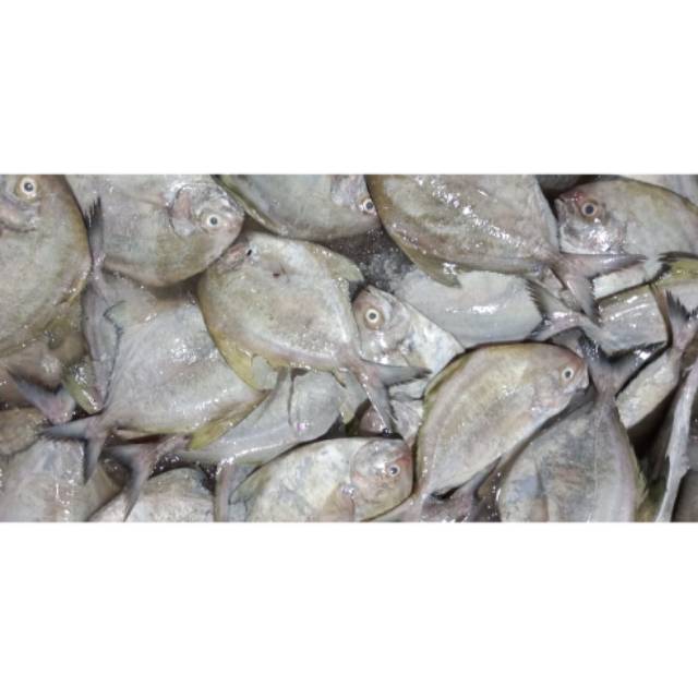 

IKAN BAWAL LAUT FRESH