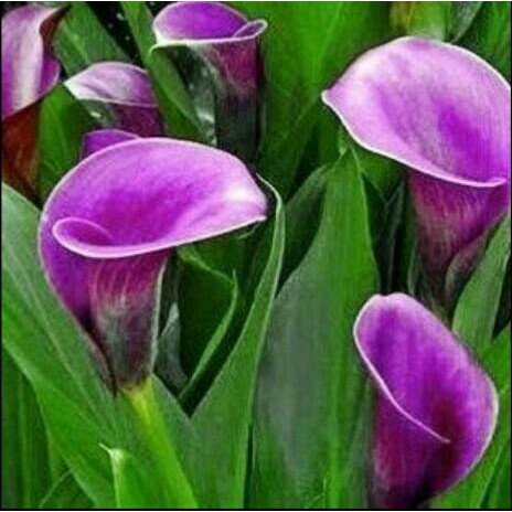 Benih/Biji Bunga Calla Lily Dark Purple Murah