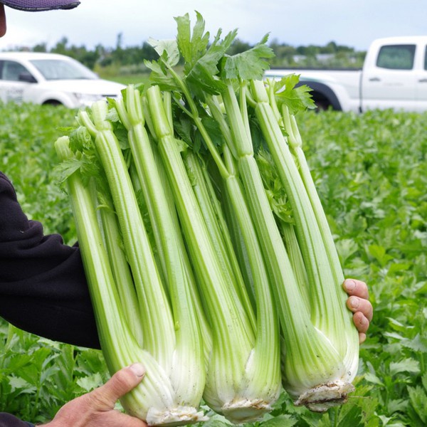 250 Bibit Seledri Batang Besar Tall Utah Benih Tanaman Sayuran Celery Stick Premium Super Unggul