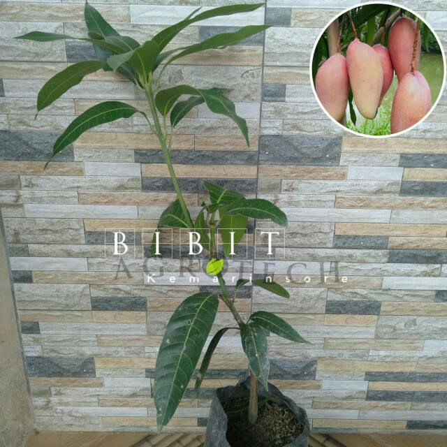 Bibit Tanaman Mangga Red Ivory