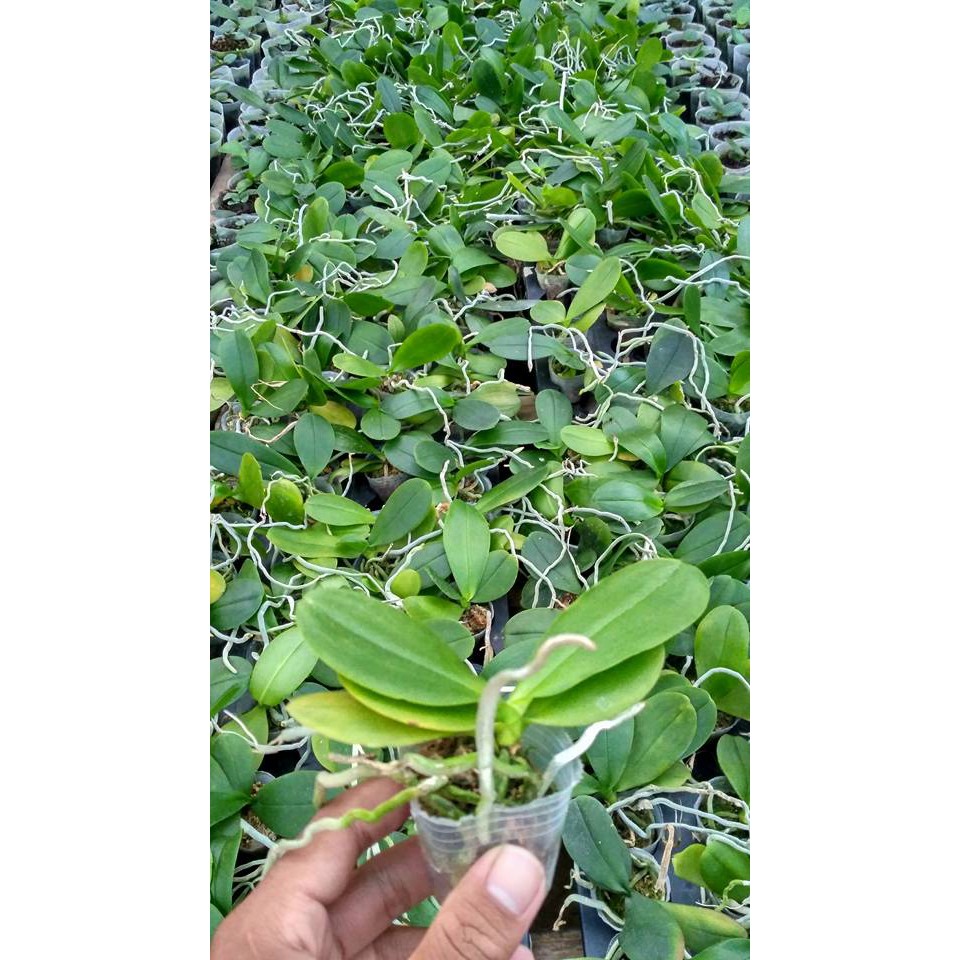 Anggrek Bulan Seedling