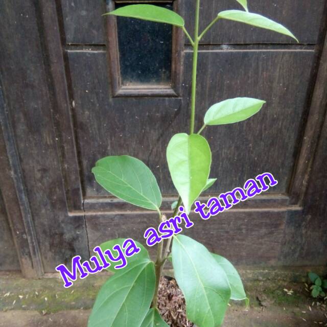 Bibit tanaman cincau perdu/bibit pohon cincau perdu | tanaman cincau batang/pohon cincau batang