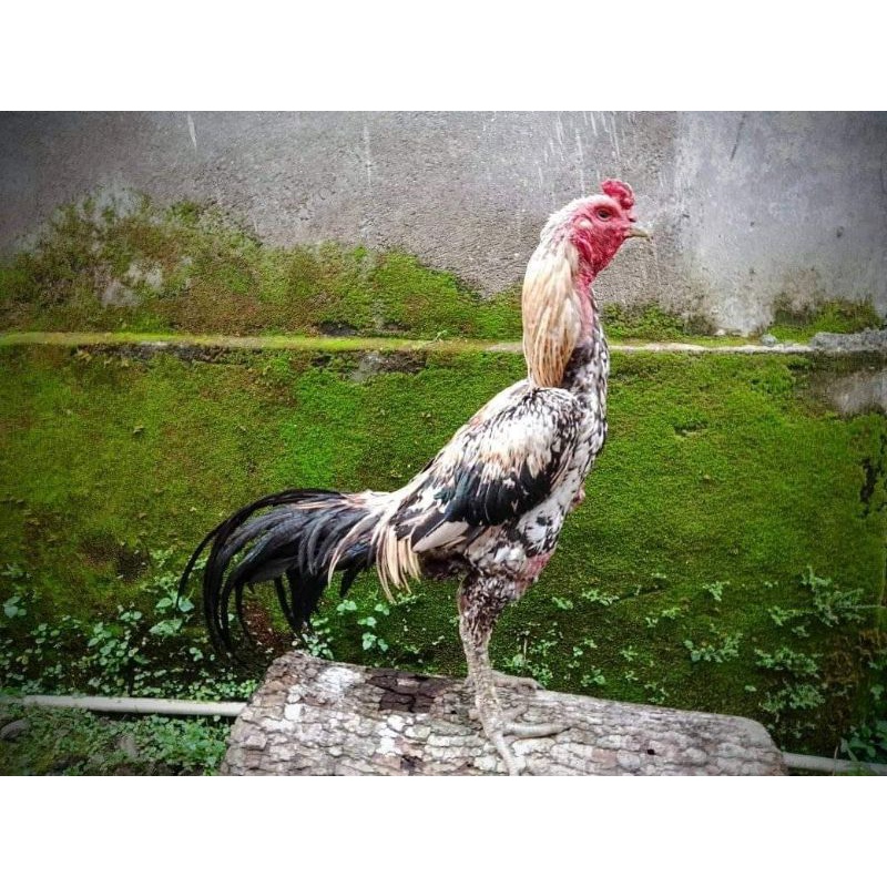 

Telur fertil mangon