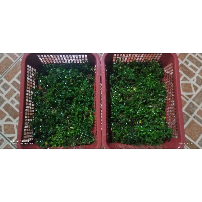 buce mini /keranjang