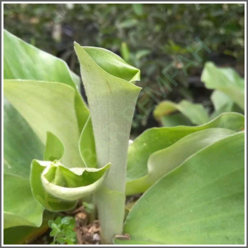 BIBIT TANAMAN HERBAL KENCUR(CIKUR)-1