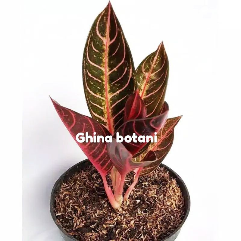 Tanaman Aglonema Red Sumatra / aglonema murah