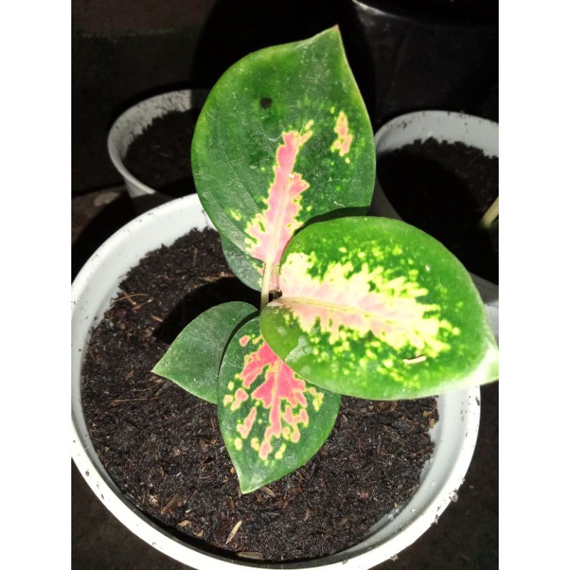 aglonema suksom jaipong (baby)