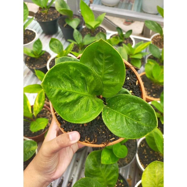 tanaman hias anthurium jemani mangkok granpha/jemani broke heart/jemani BH/jemani mangkok