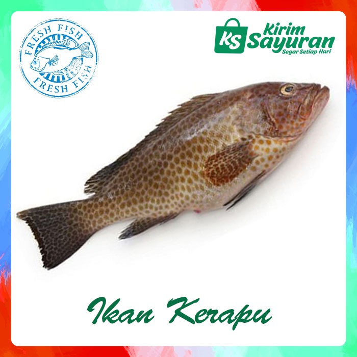 

Ikan Kerapu (500 g)