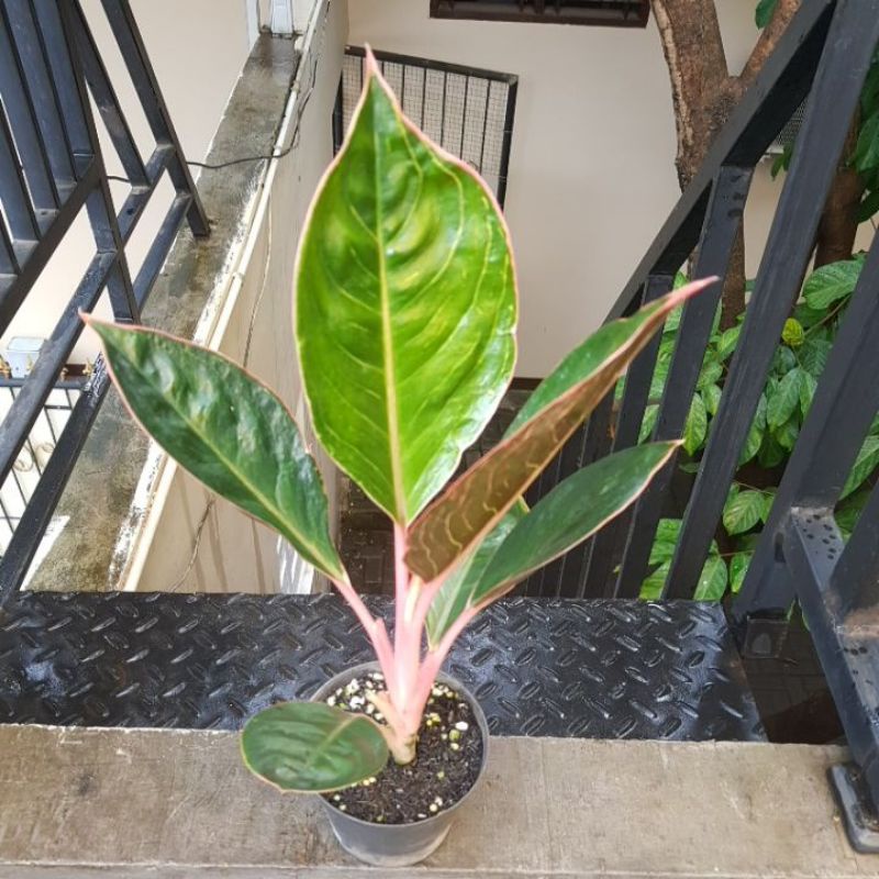 Aglonema Lipstik Cobra Jumbo Lokal