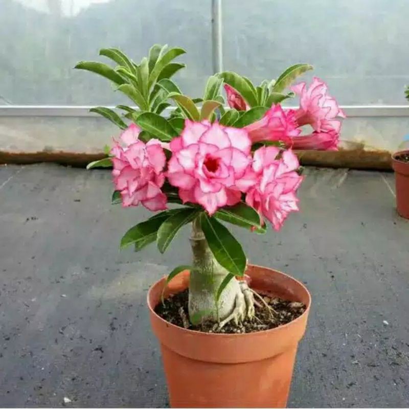 tanaman hias adenium bunga tumpuk siap berbunga - Kamboja Jepang - Kamboja mini