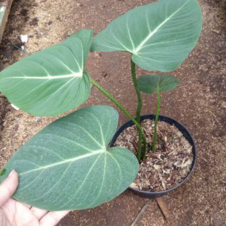 tanaman philodendron gloriosum murah - philo gloriosum - philo murah - gloriosum murah