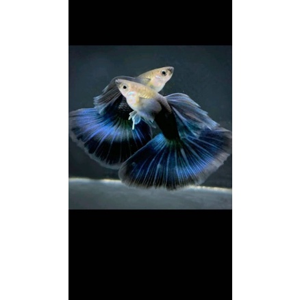 GUPPY HB BLUE Line Taiwan