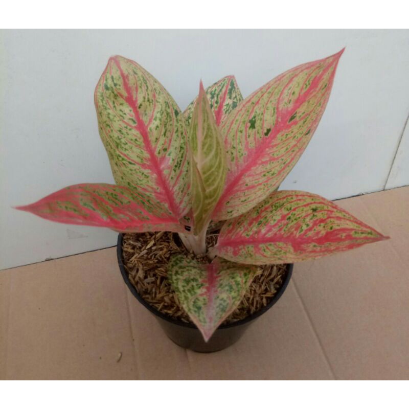 Aglaonema Red Legacy